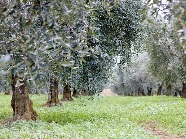 The Farm
