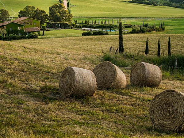 The Farm