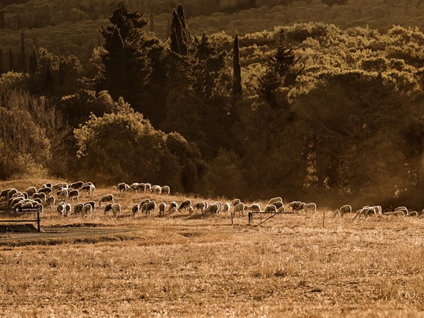 The Farm