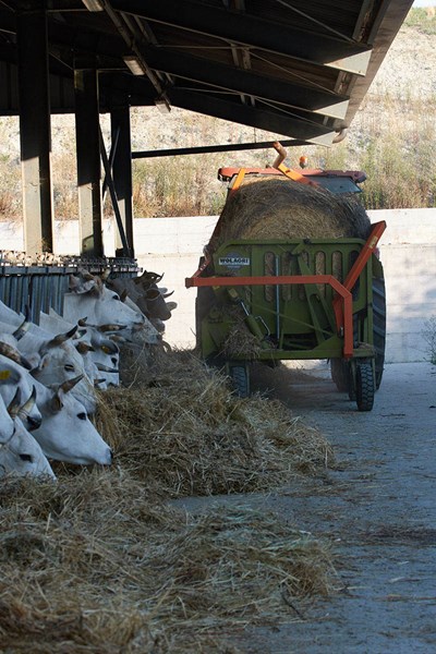 The Farm