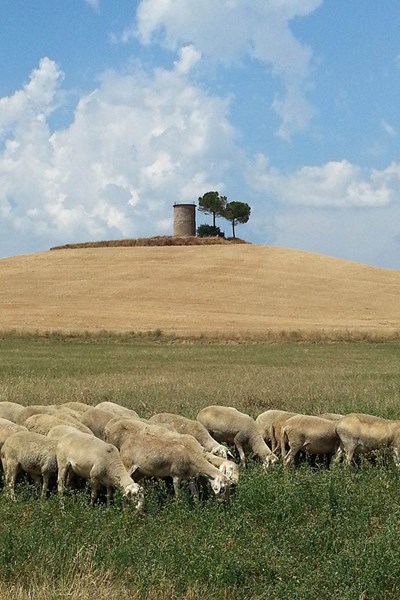 The Farm