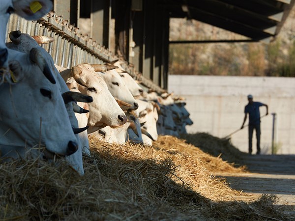 The Farm