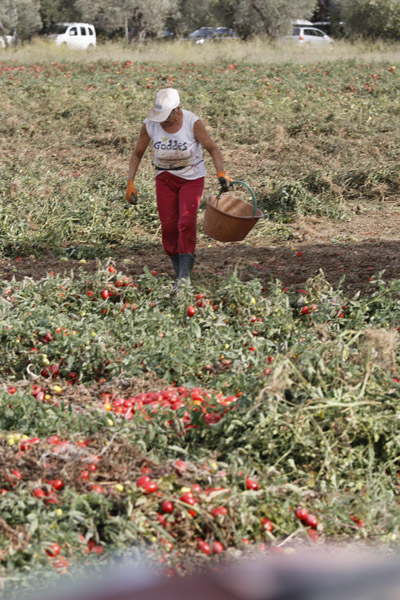 The Farm
