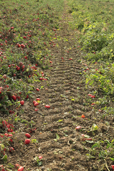 The Farm