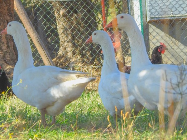 Parco Vittoria
