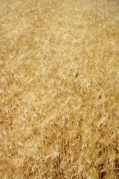 Craft Beer from Senatore Cappelli grain