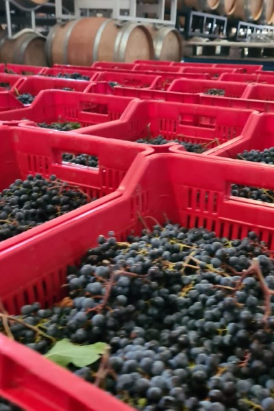 Wine