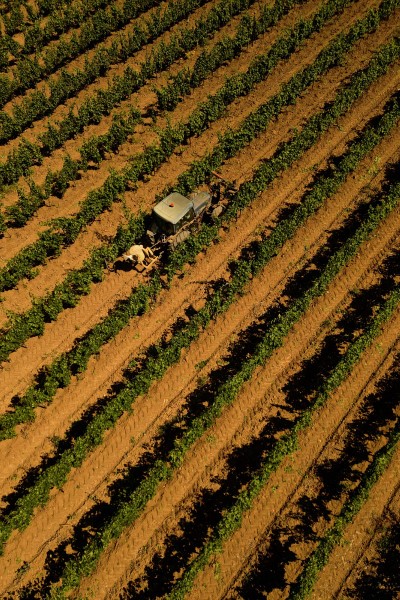 Wine